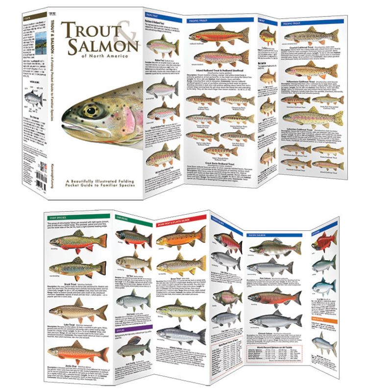 Trout & Salmon Guide (Laminated)