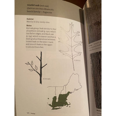 Bark: A Field Guide to Trees of the Northeast