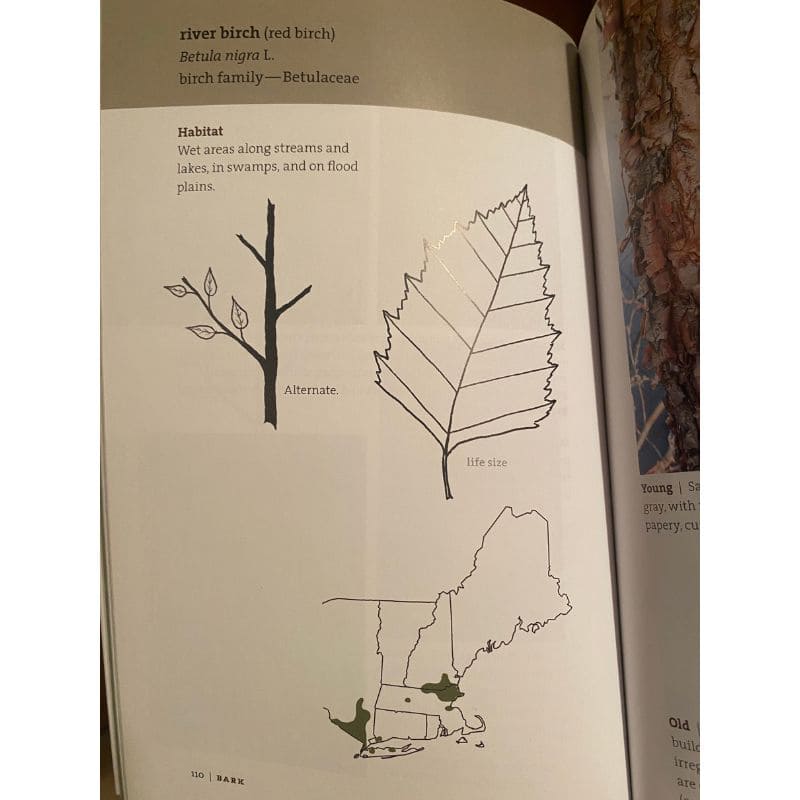 Bark: A Field Guide to Trees of the Northeast