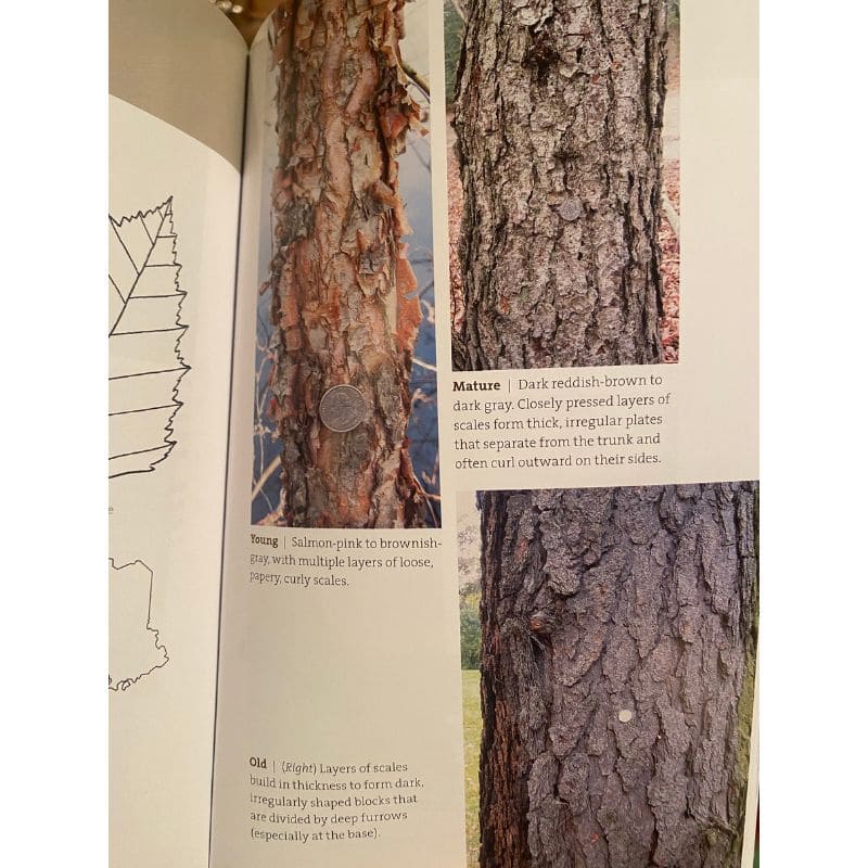 Bark: A Field Guide to Trees of the Northeast