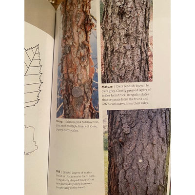 Bark: A Field Guide to Trees of the Northeast