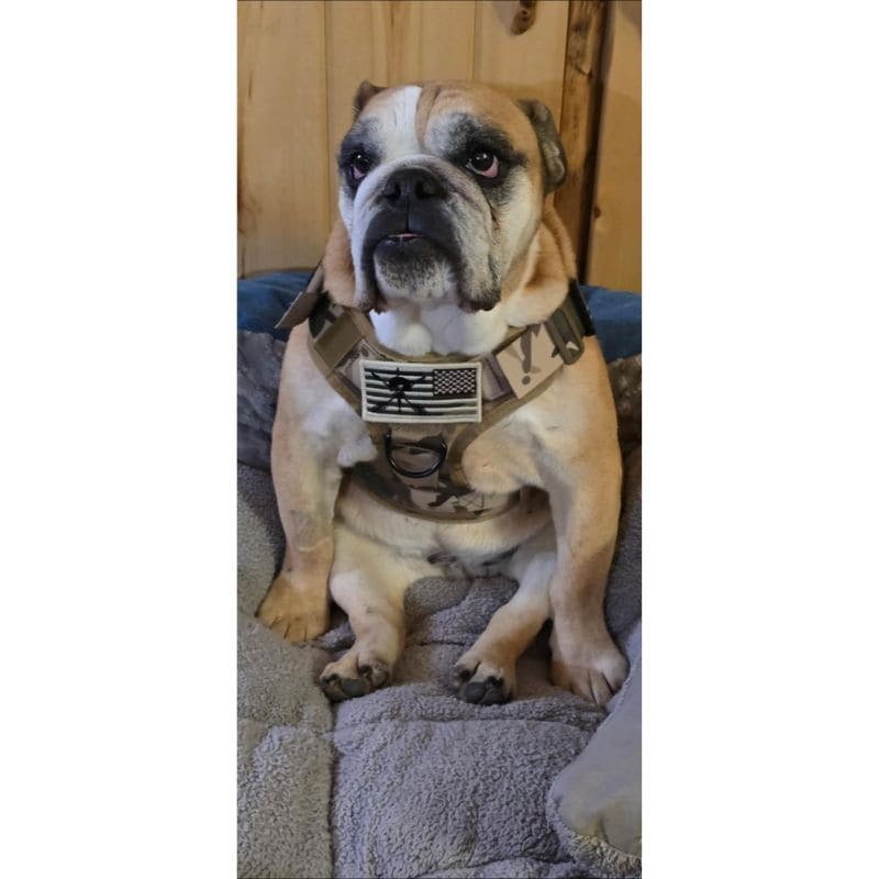 Tactical Dog Harness