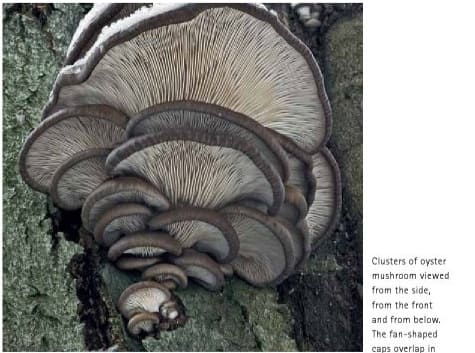 Mushrooming with Confidence