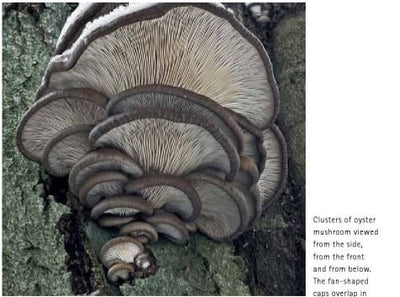 Mushrooming with Confidence