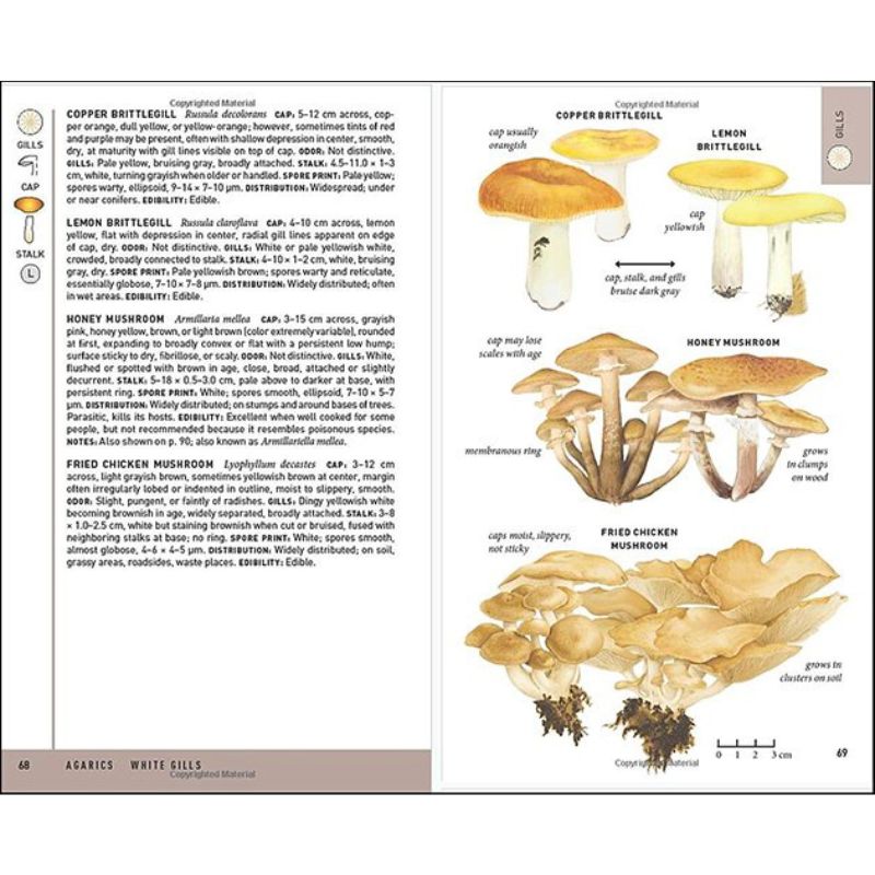 Peterson Field Guide To Mushrooms | Foraging and Homesteading
