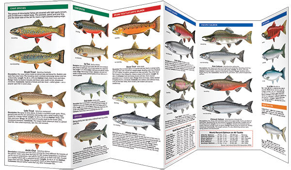 Trout & Salmon Guide (Laminated)