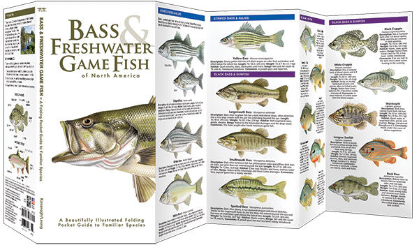Bass & Freshwater Game Fish Of North America (Laminated)