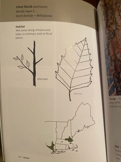 Bark: A Field Guide to Trees of the Northeast